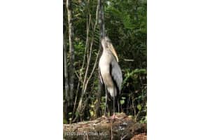32801 Hwy 441 Lot 192, Okeechobee, FL 34972 - MLS#1051874