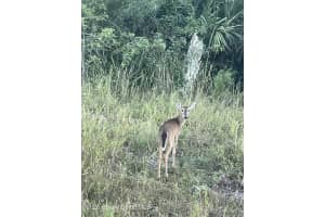 Stallion & Stallion Street, Palm Bay, FL 32909 Sold 01/23/26