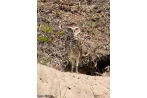 601 31st Street, Cape Coral, FL 33914 - MLS#2026018180