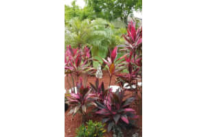 1517 SW 51st Ln APT 203, Cape Coral, FL 33914, Sold 06/29/22