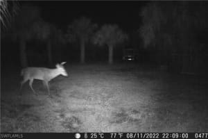 50316 Bermont Road, PUNTA GORDA, FL 33982 Sold 02/28/25