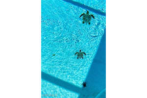 401 14th Place, Cape Coral, FL 33909 Sold 08/20/25