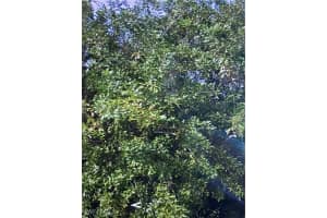 4300 15th Street, Lehigh Acres, FL 33971 - MLS#225076888