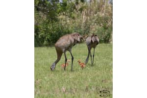 1635 Fuji Dr, Melbourne, FL 32940, Sold 09/28/18