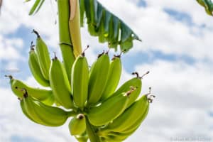 16218 SW 100th Terrace, Miami, FL 33196, Sold 06/14/18