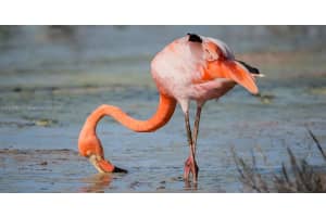 14102 Hendricks Ave Port Charlotte, FL 33953 - MLS#A11117381