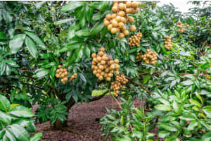 24350 Sw 182nd Ave Miami, FL 33031 - MLS#A11406395