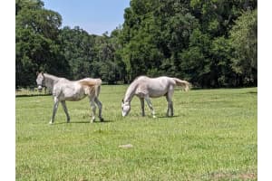 7787 Nw 150th Ave, Ocala