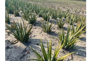 47430 State Rd #80 Palm Beach, FL 33440 - MLS#A11687376