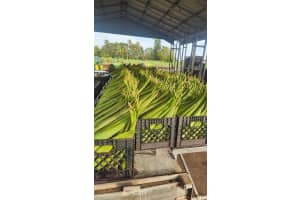 47430 State Rd #80 Palm Beach, FL 33440 - MLS#A11687376