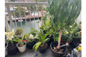 2000 NE 135th St APT 707, North Miami, FL 33181, - MLS#A11715997