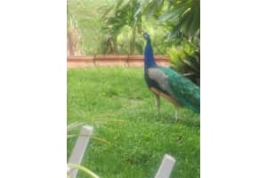 1411 E SEATLE SLEW CIR, Inverness, FL 34453 - MLS#A11872791