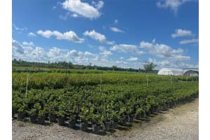 16890 Sw 267 Te Homestead, FL 33031 - MLS#A11905964