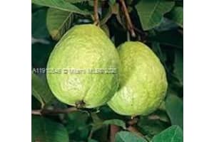 15000 Sw 256 St. Homestead, FL 33032 - MLS#A11910646