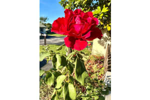 11117 Sw 122nd Ct Miami, FL 33186 - MLS#A11918809