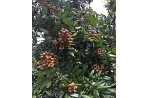 SW 217th Ave, Flamingo, FL 33034, - MLS#A11931390