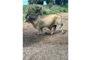  Nw 72 Ave Okeechobee, FL 34972 - MLS#A11935255