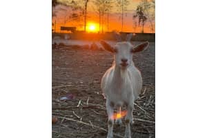  208 Ave Miami, FL 33196 - MLS#A11987724