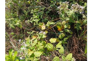 0 NE 64 Avenue Ne, Naples, FL 34120, Naples, FL 34120 - MLS#B26001231