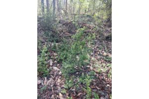 000 158 Lane, Dunnellon, FL 32024, Dunnellon, FL 32024 - MLS#B26004090