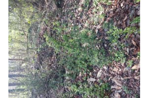 000 158 Lane, Dunnellon, FL 32024, Dunnellon, FL 32024 - MLS#B26004090