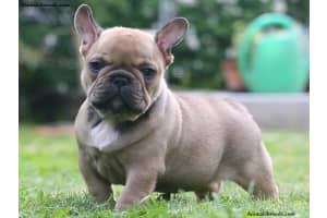 515 13th Avenue, Fort Lauderdale, FL 33311 - MLS#B26006238