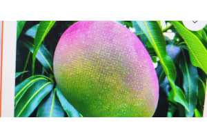 2829 Nw 9th Place, Fort Lauderdale, Fl 33311, Fort Lauderdale