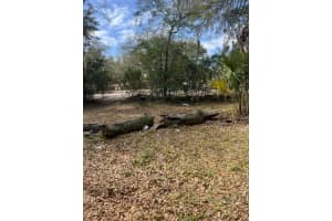 5846 Abelia Road, Jacksonville, FL 32209 - MLS#B26008220