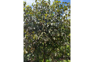 1674 169th Street, North Miami Beach, FL 33162 - MLS#B26016093