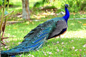 4812 Chardonnay Dr, Coral Springs, FL 33067, Sold 07/31/20