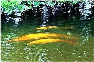 1400 NE 57th St APT 303, Fort Lauderdale, FL 33334, Sold 05/31/22