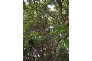 0000 44 Avenue, Ocala, FL 32526 - MLS#F10531796