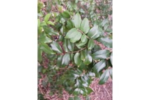 0000 WINDINGHILL RD, Ocala, FL 34471 - MLS#F10542525