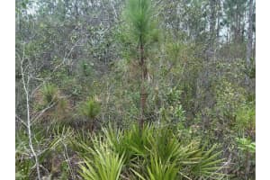 0 Old Grade Road, Polk City, FL 33868 - MLS#F10556321