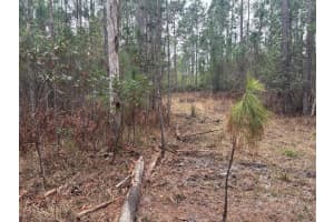 MLS# F10556330, Polk City, Florida 33868