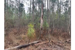 MLS# F10556330, Polk City, Florida 33868