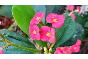 1327 Fraser Pine Blvd, Sarasota, FL 34240, Sold 05/17/18