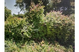 MALATI ST, NEW PORT RICHEY, FL 34654 - MLS#MFRA4601171