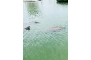 POPS LN, NOKOMIS, FL 34275 Sold 08/19/25