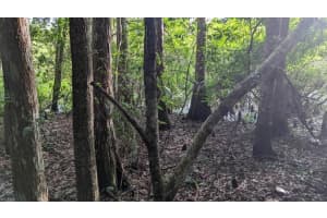 DORSEY DRIVE - LOT 10 &11, NEW PORT RICHEY, FL 34654 - MLS#MFRA4665540