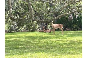 4133 CARRIAGE DRIVE, SARASOTA, FL 34241 - MLS#MFRA4668329