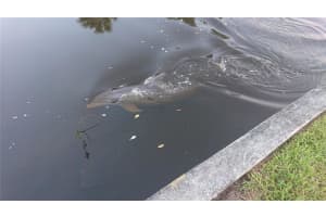 4512 26TH AVENUE, TAMPA, FL 33619 - MLS#MFRA4670655