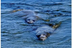 4409 MOUNT VERNON DRIVE, BRADENTON, FL 34210 - MLS#MFRA4678975