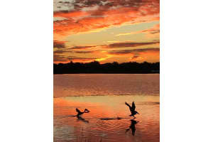 1151 RIVERSCAPE STREET, BRADENTON, FL 34208 - MLS#MFRA4686037