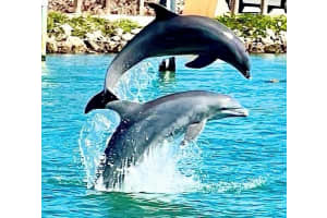 102 2ND AVENUE, VENICE, FL 34285 - MLS#MFRA4691406