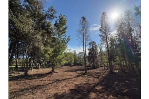 HAMMOCK LOOP, POLK CITY, FL 33868 - MLS#MFRB4902134