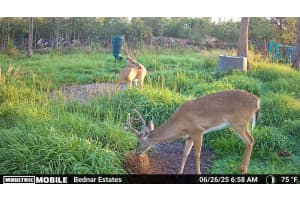 BLACK BURN ROAD, NAPLES, FL 34117 - MLS#MFRC7522769