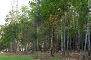 53XX US HWY 1 N, BUNNELL, FL 32110 - MLS#MFRFC305280