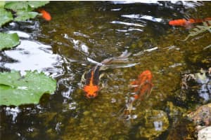 1311 MANDARIN LANE, FRUITLAND PARK, FL 34731 Sold 02/24/25