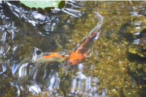 1311 MANDARIN LANE, FRUITLAND PARK, FL 34731 Sold 02/24/25